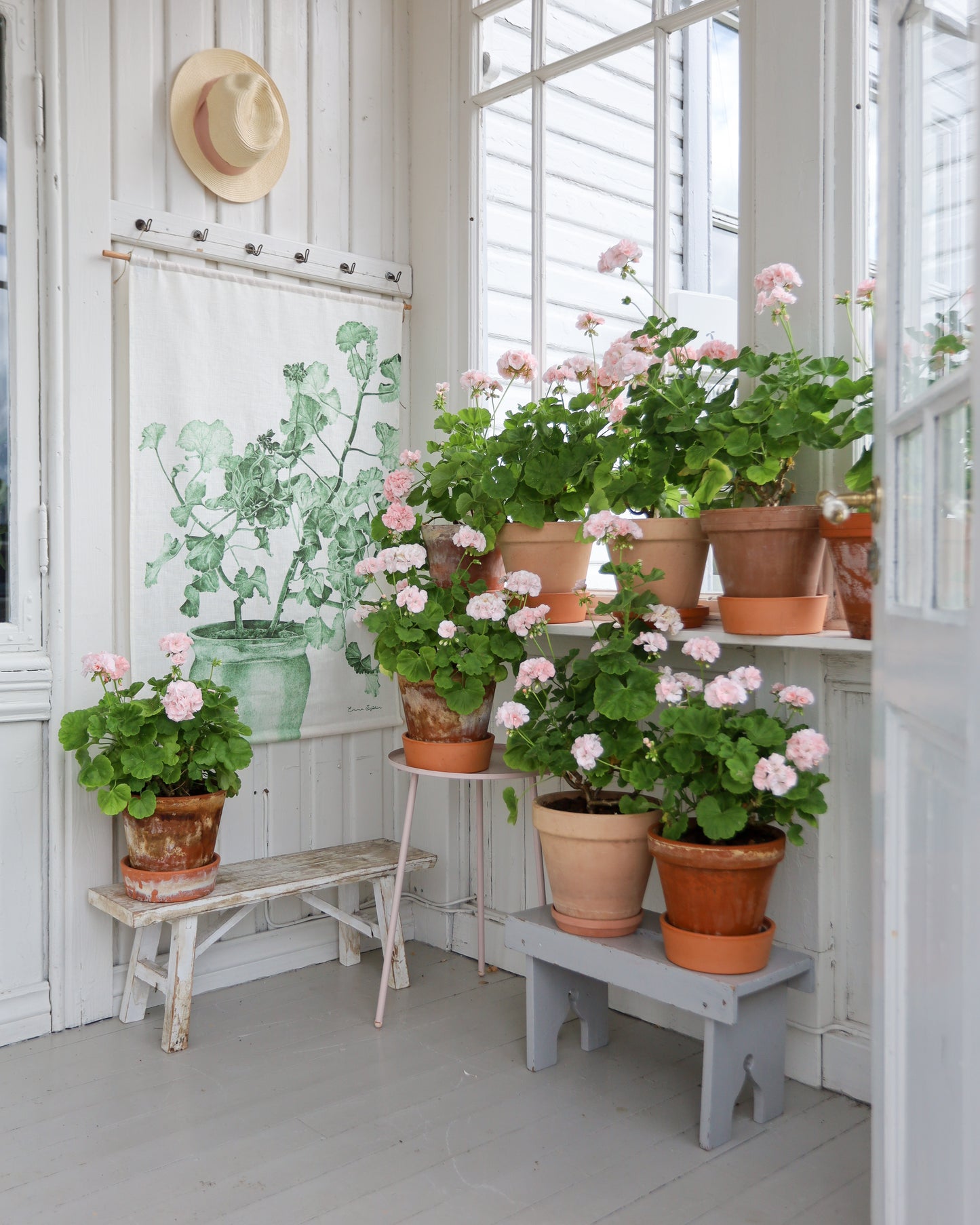 Wallhanging Green Geranium