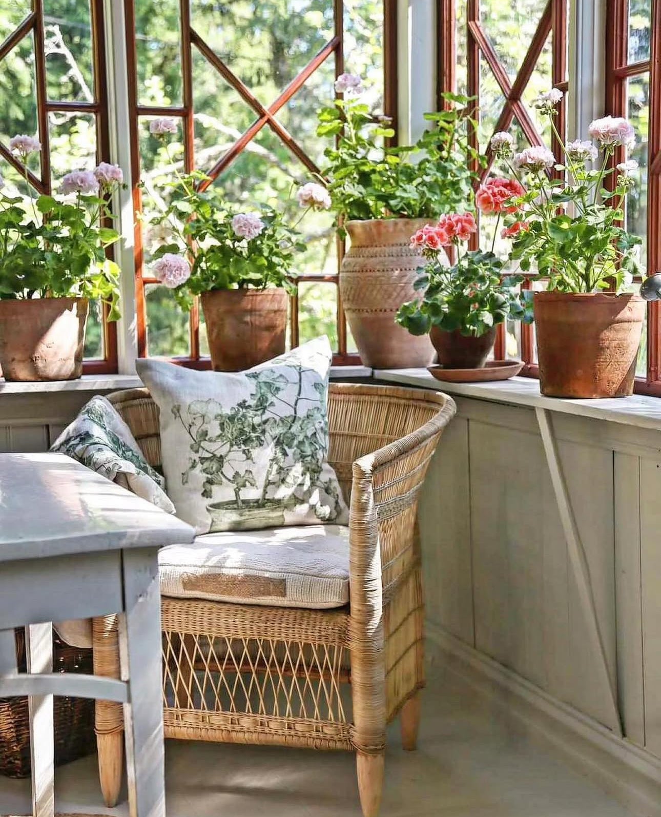 Cushion Geranium