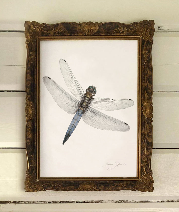 Art Print Dragonfly 30x40