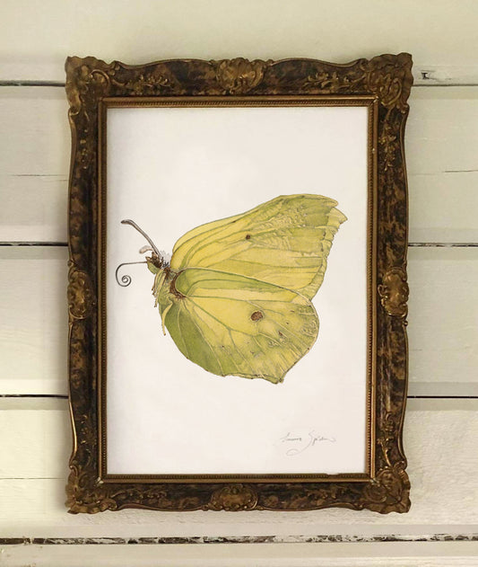 Art Print Lemon Butterfly 30x40