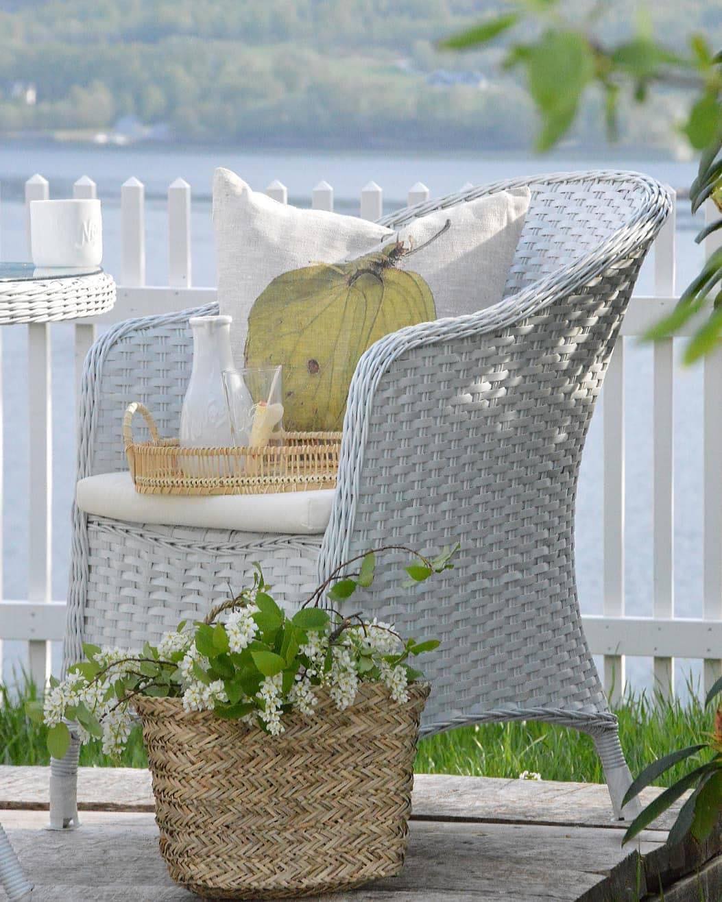 Cushion Bellflower
