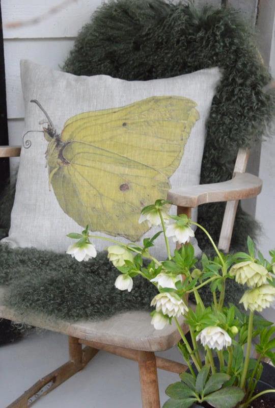 Cushion Bellflower