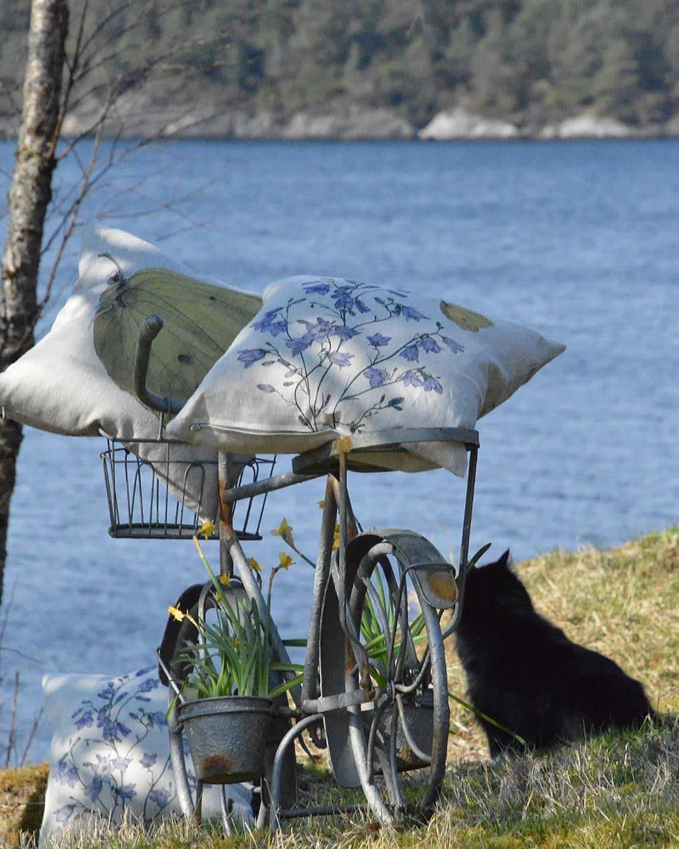 Cushion Bellflower