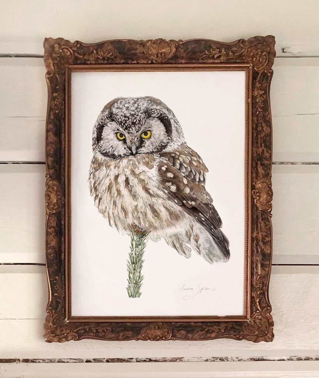 Art Print Owl 30x40